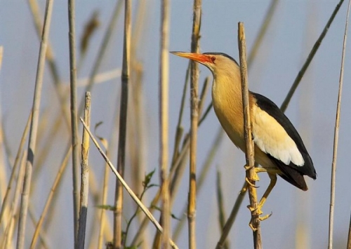 Rezervatia naturala Balta Amara poza